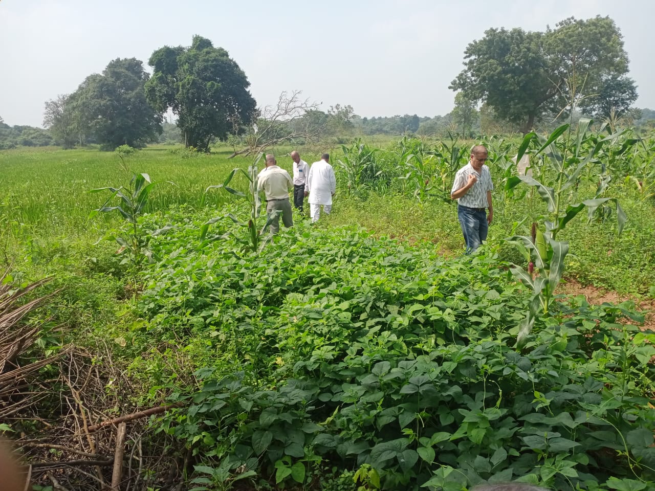 Farming Practical Development